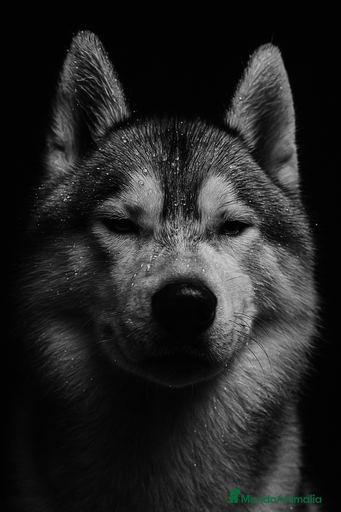 Imagen de galería {{count}}