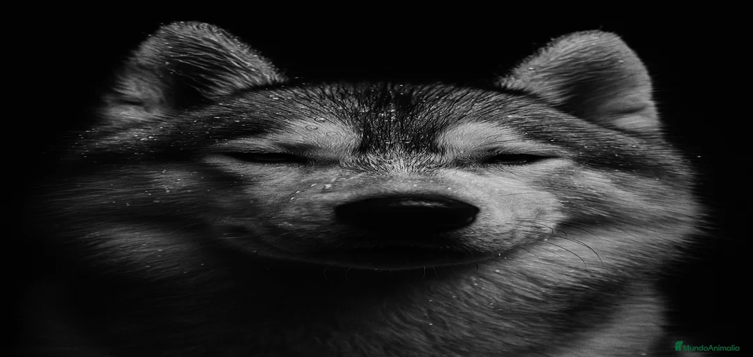 Imagen de galería {{count}}