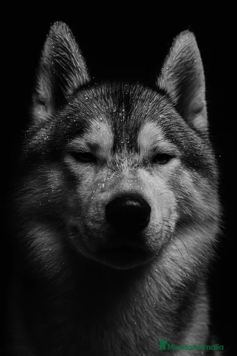 Imagen de galería {{count}}