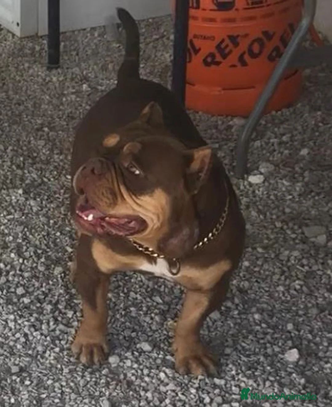 American Bully perros en venta: American Bully Pocket Exótic - Anuncio 2