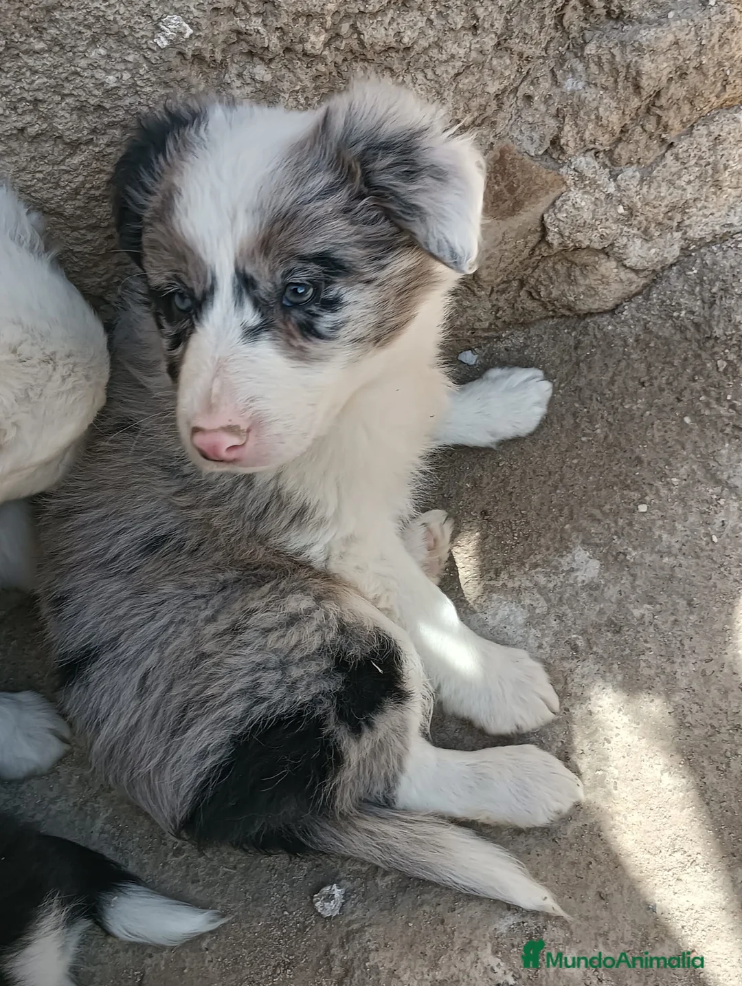 Border Collie perros en venta: Boder collie Getafe  - Anuncio 5