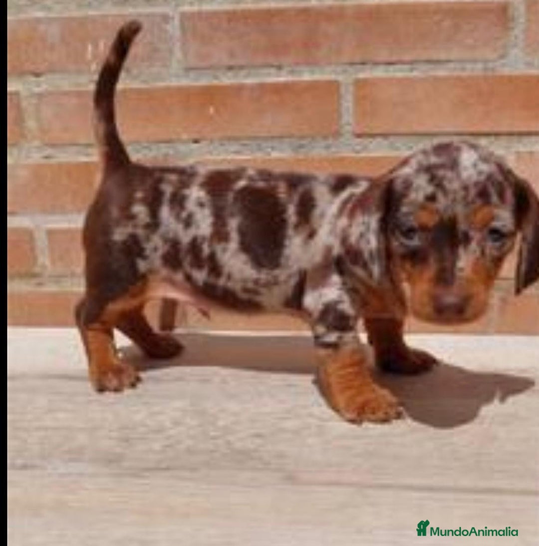 Teckel Miniatura perros en venta: preciosas hembritas cachorras de teckel   - Imagen 2