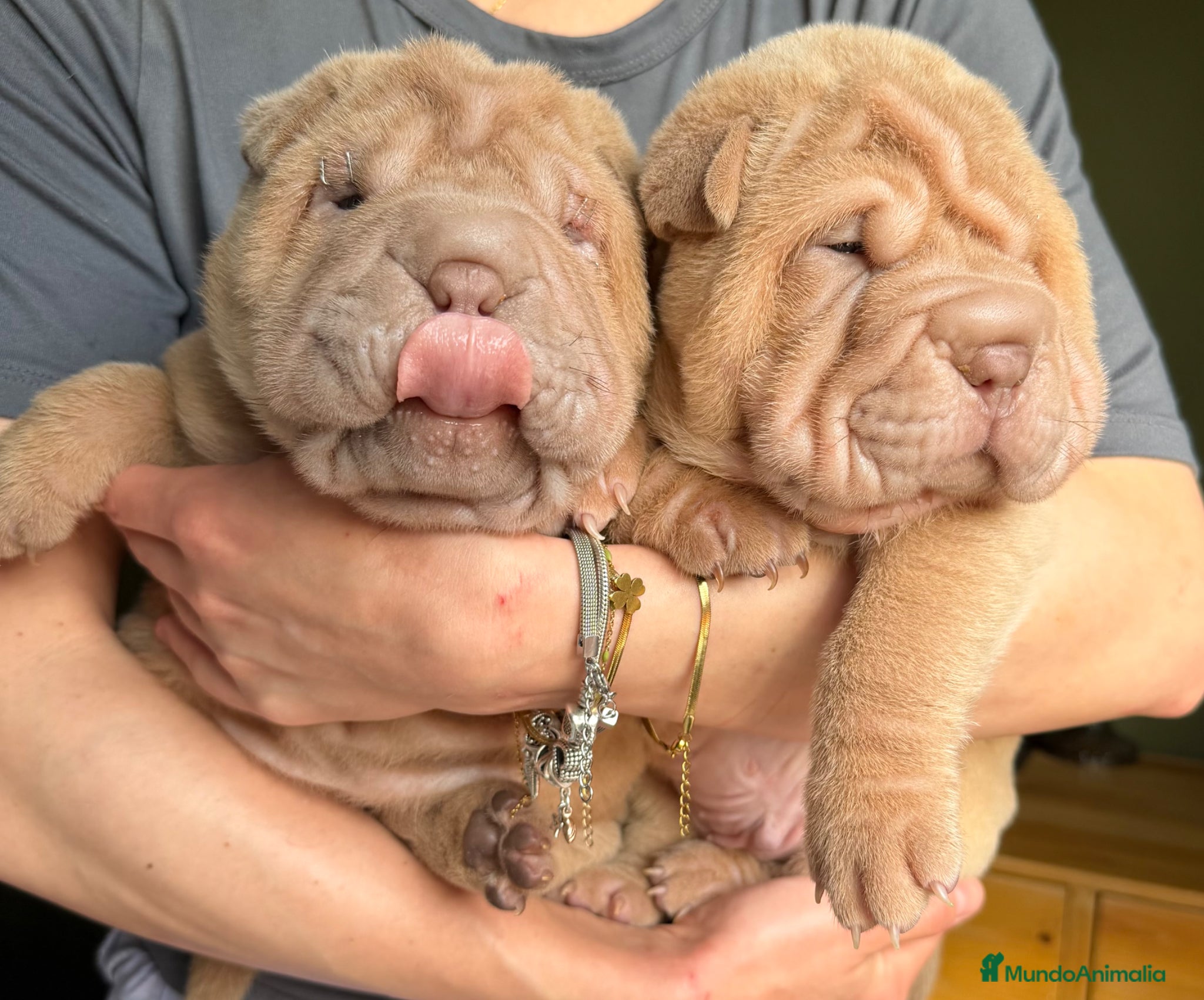 Shar Pei perros Shar-pei línea americana  - Anuncio 5