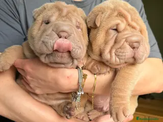 Shar Pei perros Shar-pei línea americana - Anuncio 5