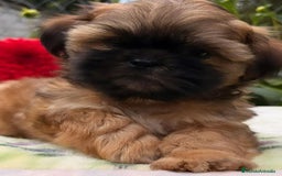 Shih Tzu perros en venta: SHIH TZU - Anuncio 1