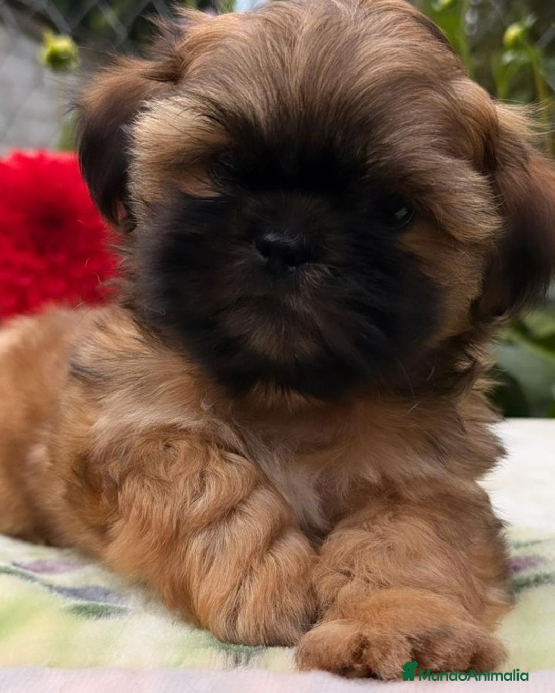 Shih Tzu perros en venta: SHIH TZU - Anuncio 1