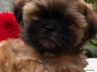 Shih Tzu perros SHIH TZU - Anuncio 4