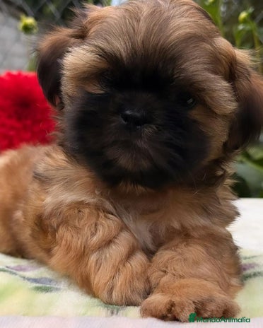 Shih Tzu perros SHIH TZU - Anuncio 2