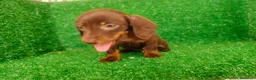 Teckel Miniatura perros en venta: Teckel miniatura  - Anuncio 4