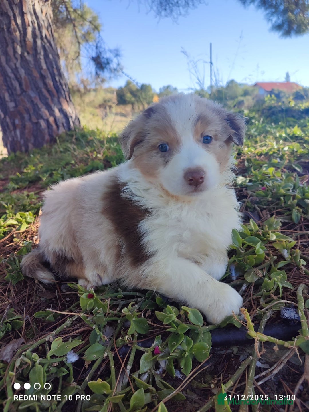 Pastor Australiano perros en venta: PASTOR AUSTRALIANO  - Anuncio 1