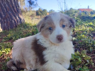 Pastor Australiano perros PASTOR AUSTRALIANO - Anuncio 2