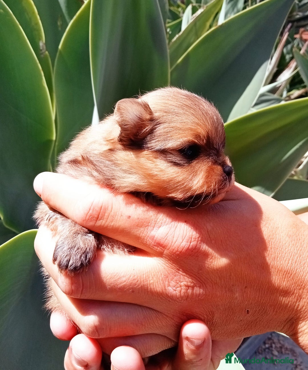 Pomerania perros en venta: Hembra Pomerania nano Tenerife  - Imagen 1