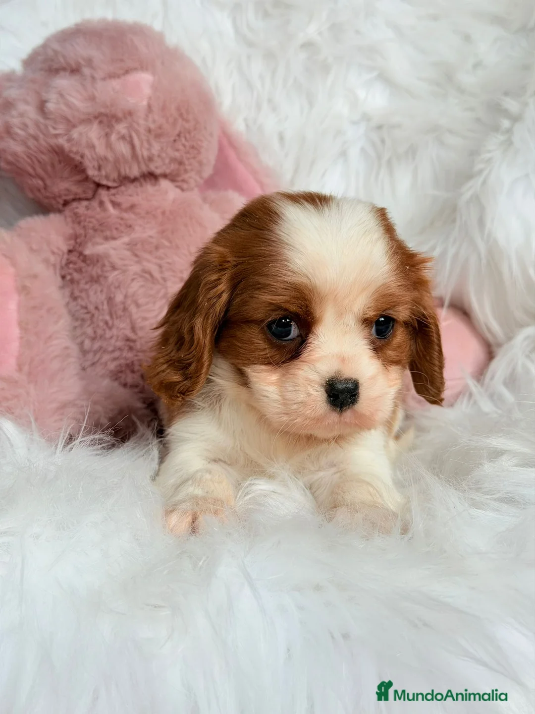 Cavalier King Charles Spaniel perros en venta: CAVALIER BLENHEIM  - Anuncio 3