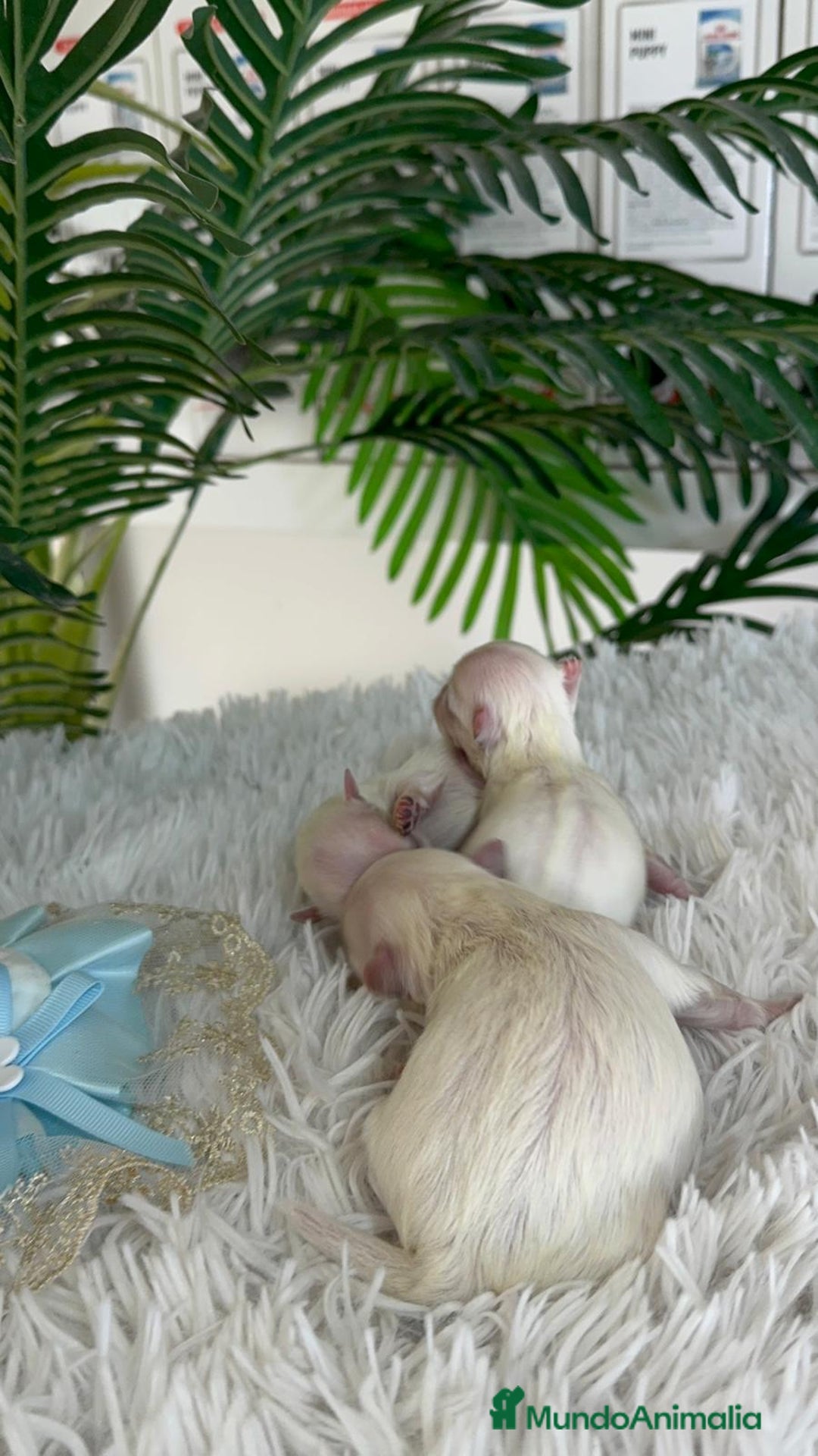 Bichón Maltés perros en venta: BICHON MALTES 100% COREANO - Anuncio 5