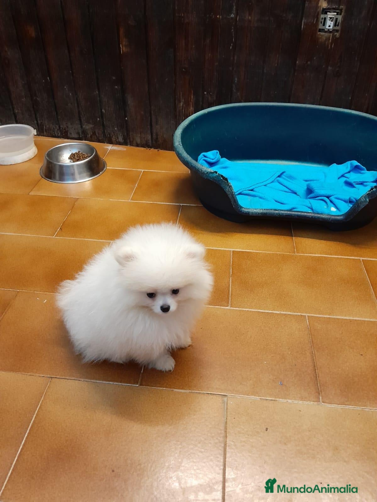 Pomerania perros en venta: Pomeranian toy - Anuncio 2