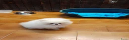 Pomerania perros en venta: Pomeranian toy - Anuncio 4