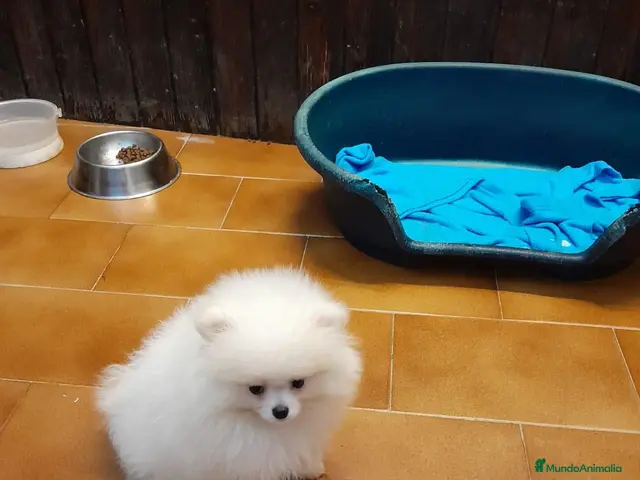 Pomerania perros en venta: Pomeranian toy - Anuncio 2