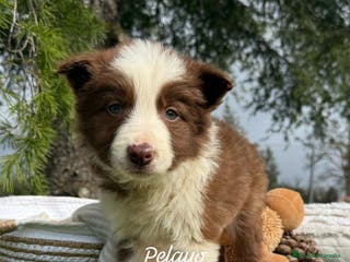 Border Collie perros VENTA DE BORDER COLLIE CHOCOLATE en Asturias - Anuncio 10