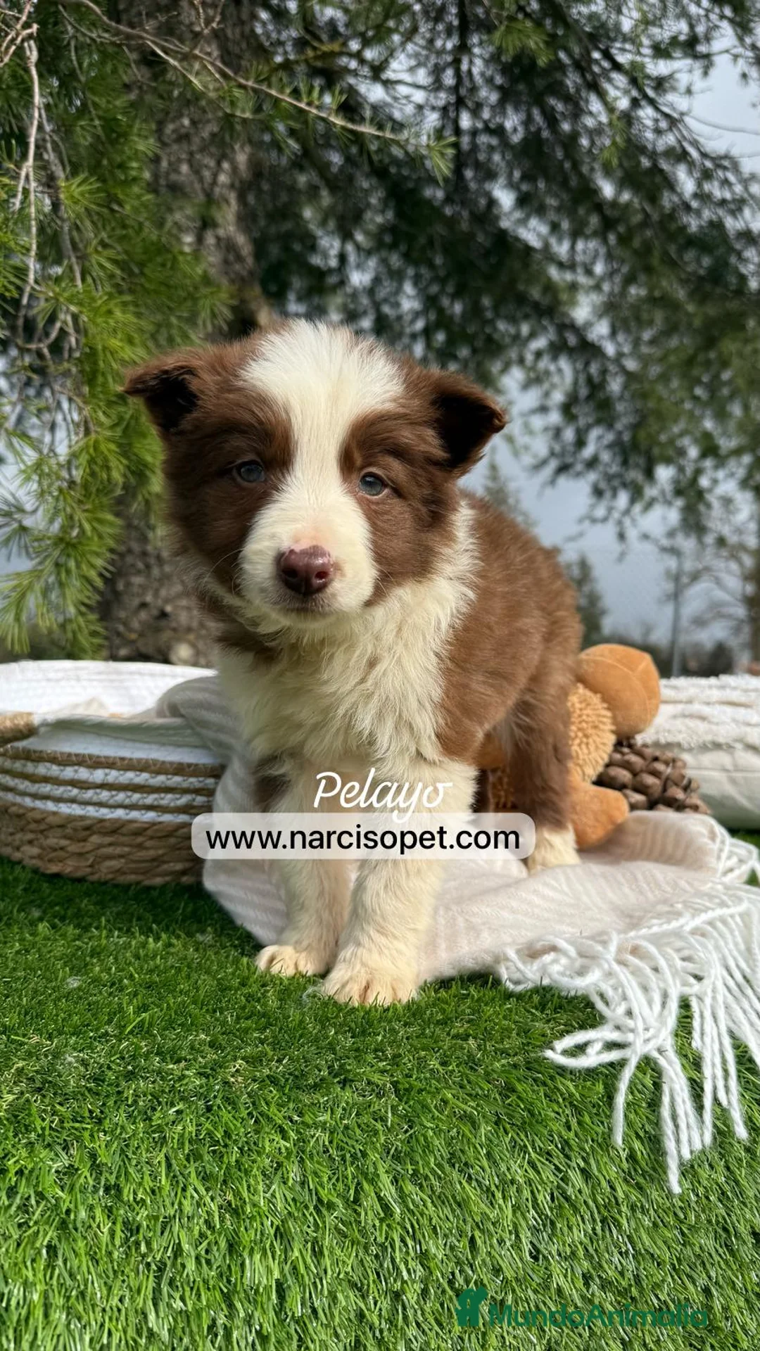 Border Collie perros en venta: VENTA DE BORDER COLLIE CHOCOLATE en Asturias - Anuncio 1