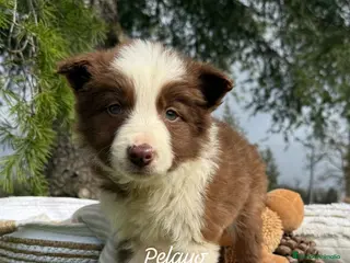 Border Collie perros VENTA DE BORDER COLLIE CHOCOLATE en Asturias - Anuncio 36