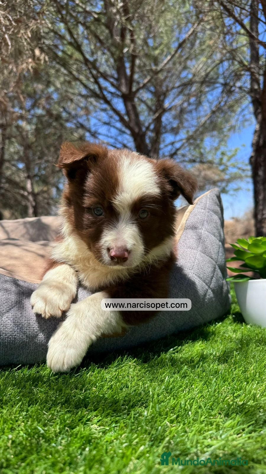 Border Collie perros CAMADA DE BORDER COLLIE CHOCOLATE - Anuncio 2