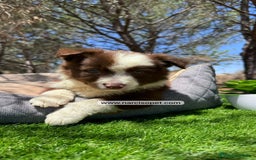 Border Collie perros en venta: CAMADA DE BORDER COLLIE CHOCOLATE - Imagen 2