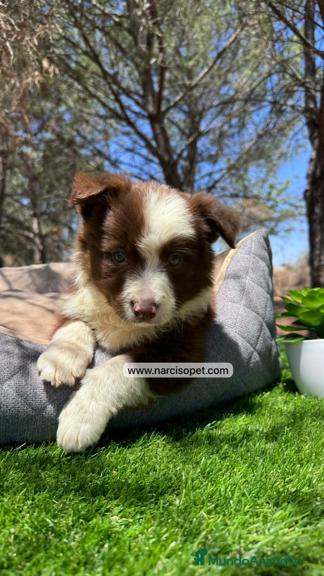 Border Collie perros en venta: CAMADA DE BORDER COLLIE CHOCOLATE - Imagen 2