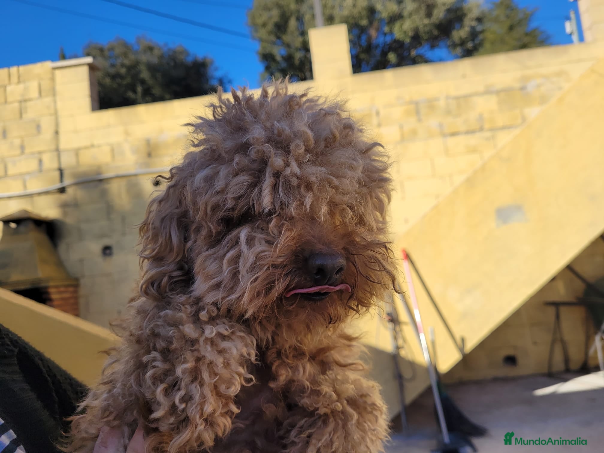 Caniche Toy perros Hembra de caniche toy rojo - Anuncio 1