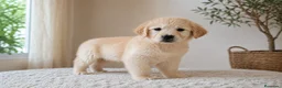 Golden Retriever perros en venta: cachorro disponible  - Anuncio 2