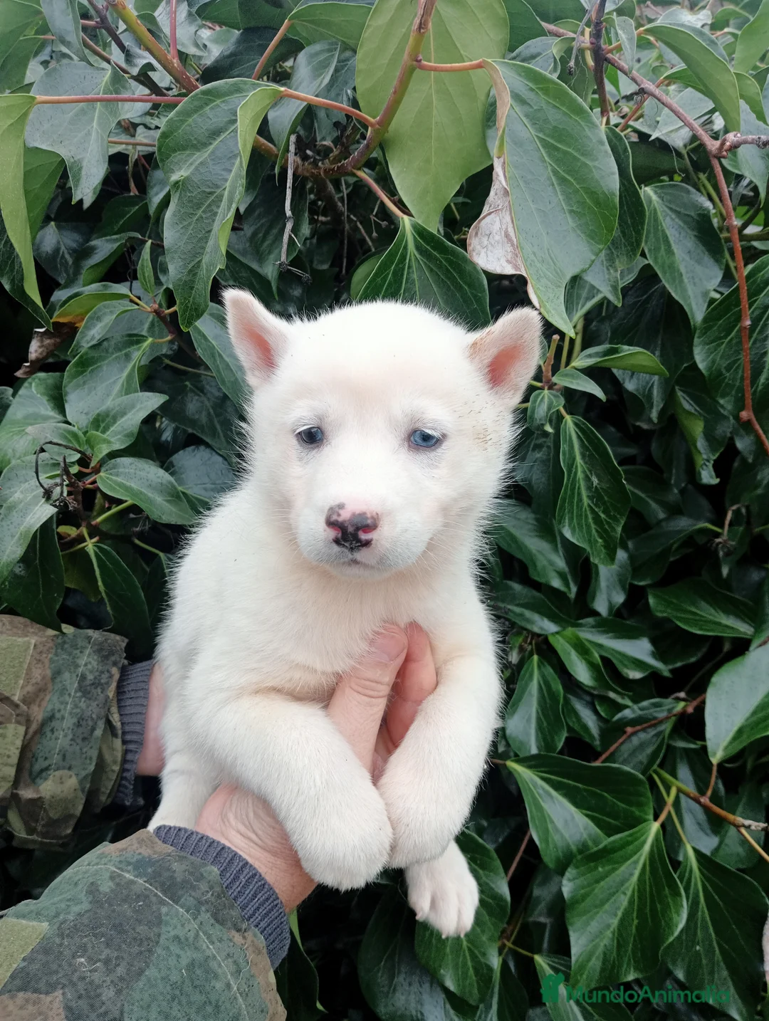 Husky Siberiano perros en venta: Husky blanco  - Anuncio 1