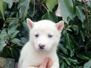 Husky Siberiano perros Husky blanco - Anuncio 1