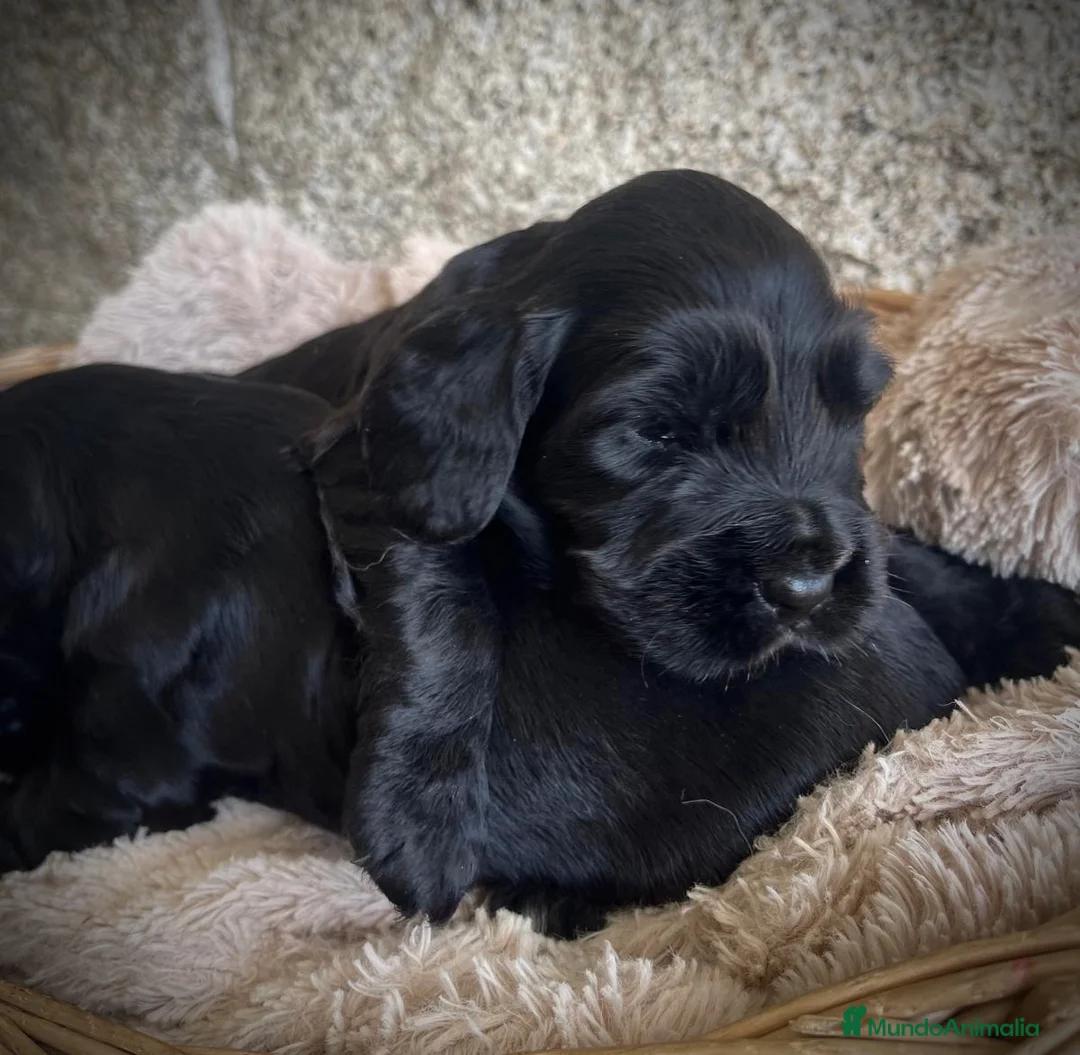 Cocker Spaniel Inglés perros en venta: Precioso cachorro cocker negro  - Anuncio 1