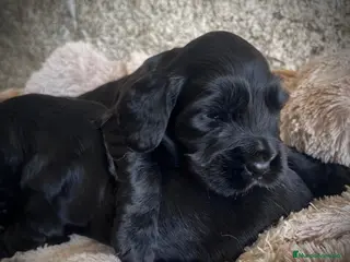 Cocker Spaniel Inglés perros en venta: Precioso cachorro cocker negro - Anuncio 1