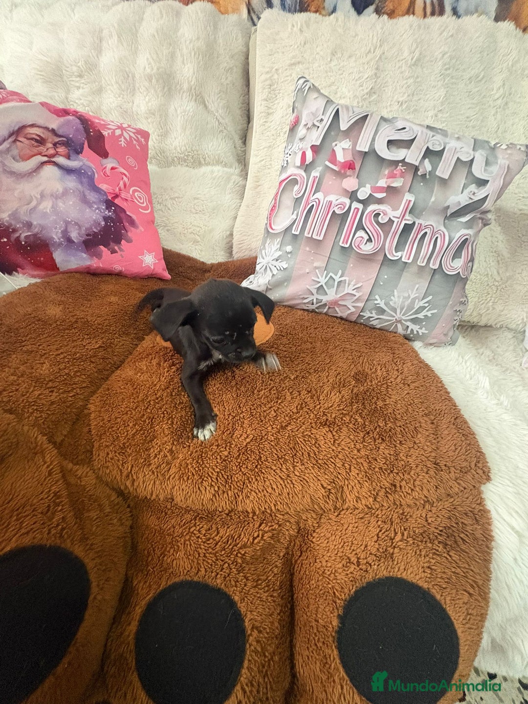 Chihuahua perros en venta: Chihuahua mini toy  - Anuncio 11