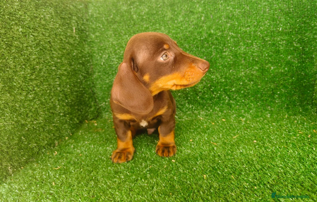 Teckel Miniatura perros en venta: Teckel miniatura  - Anuncio 9