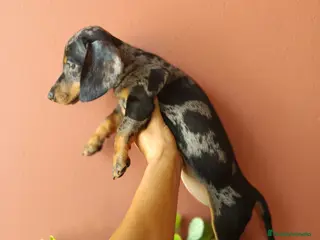 Teckel Miniatura perros Teckel miniatura - Anuncio 28