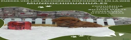 Caniche Toy perros en venta: IMPRESIONANTES CANICHES LINEA TOY  - Anuncio 23