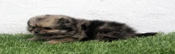 Pomerania perros en venta: Pomerania - Anuncio 7