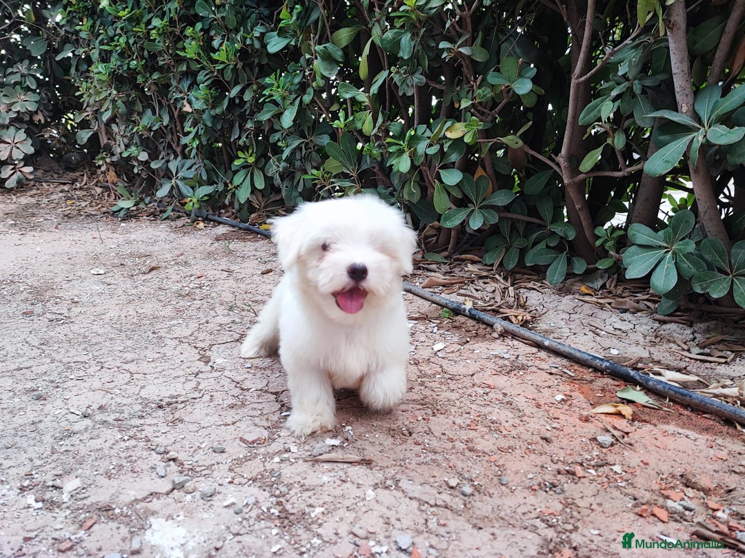 Bichón Maltés perros en venta: Bichón maltes - Imagen 2