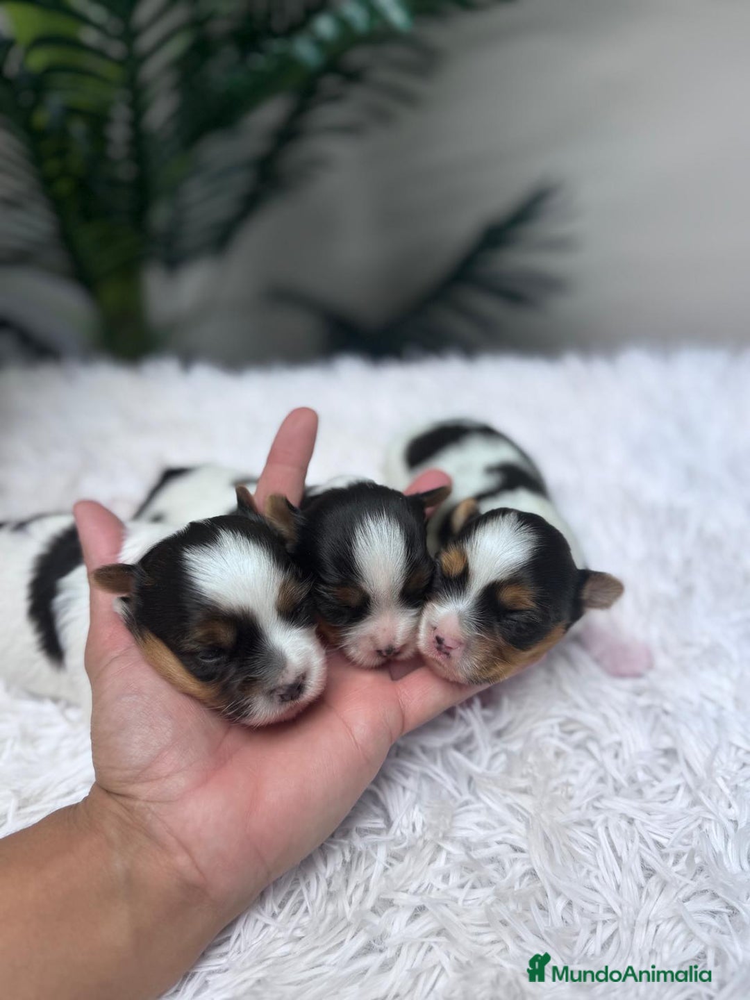 Yorkshire Terrier perros en venta: YORKSHIRE BIEWER - Anuncio 2