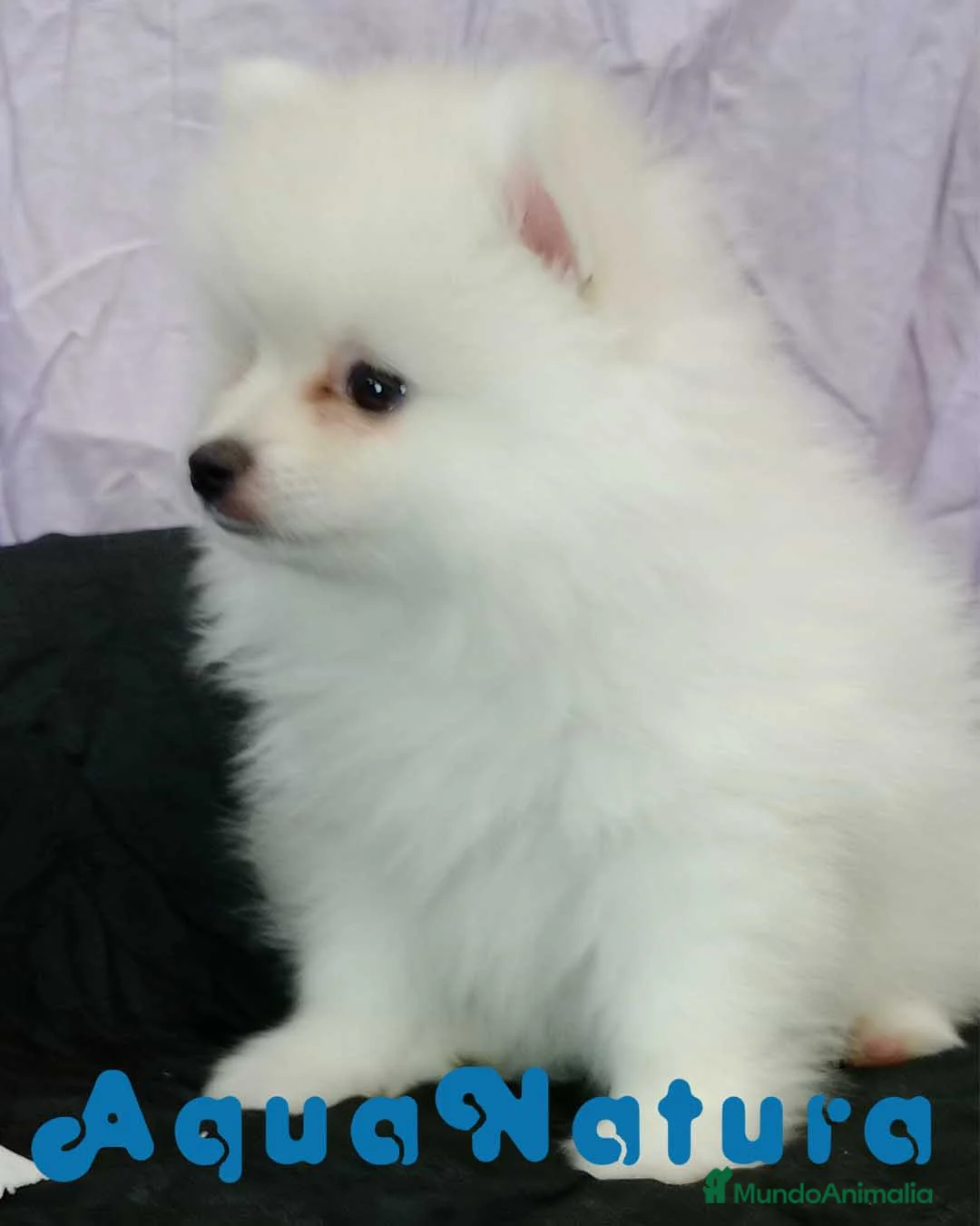 Pomerania perros en venta: Pomerania Macho 8775 - AQUANATURA en Barcelona - Anuncio 4