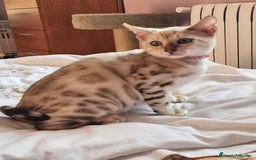 Bengalí gatos en venta: Bengalí Hembra - Imagen 3