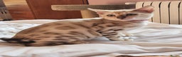 Bengalí gatos en venta: Bengalí Hembra - Anuncio 3