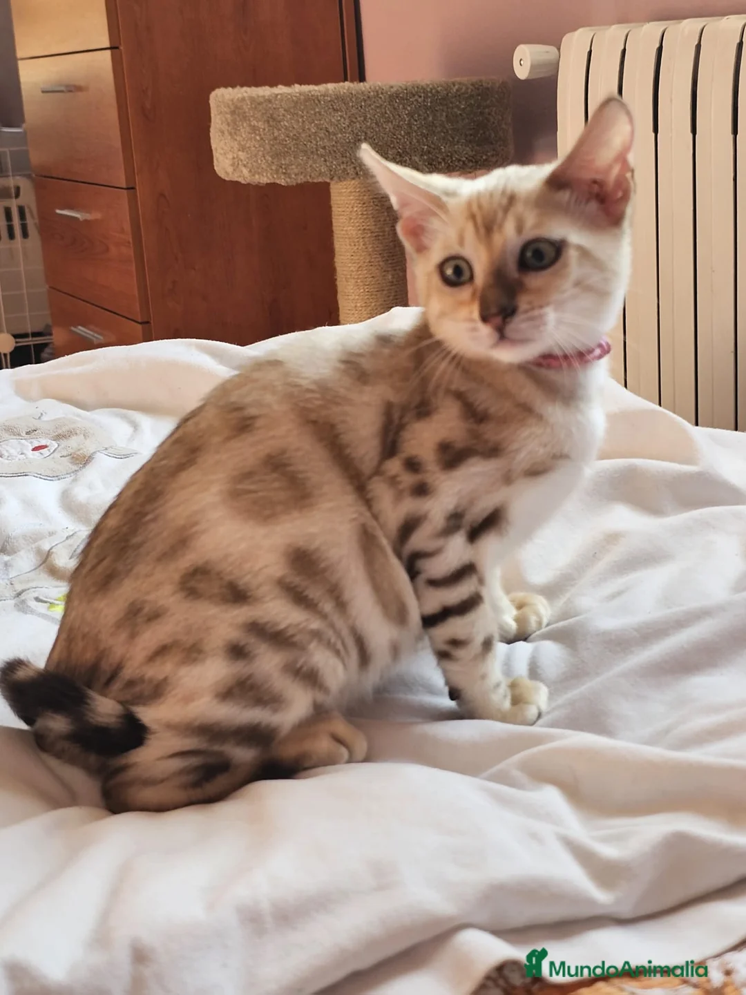 Bengalí gatos en venta: Bengalí Hembra - Anuncio 3
