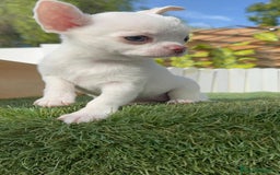 Chihuahua perros en venta: CHIHUAHUA HEMBRA - Imagen 14