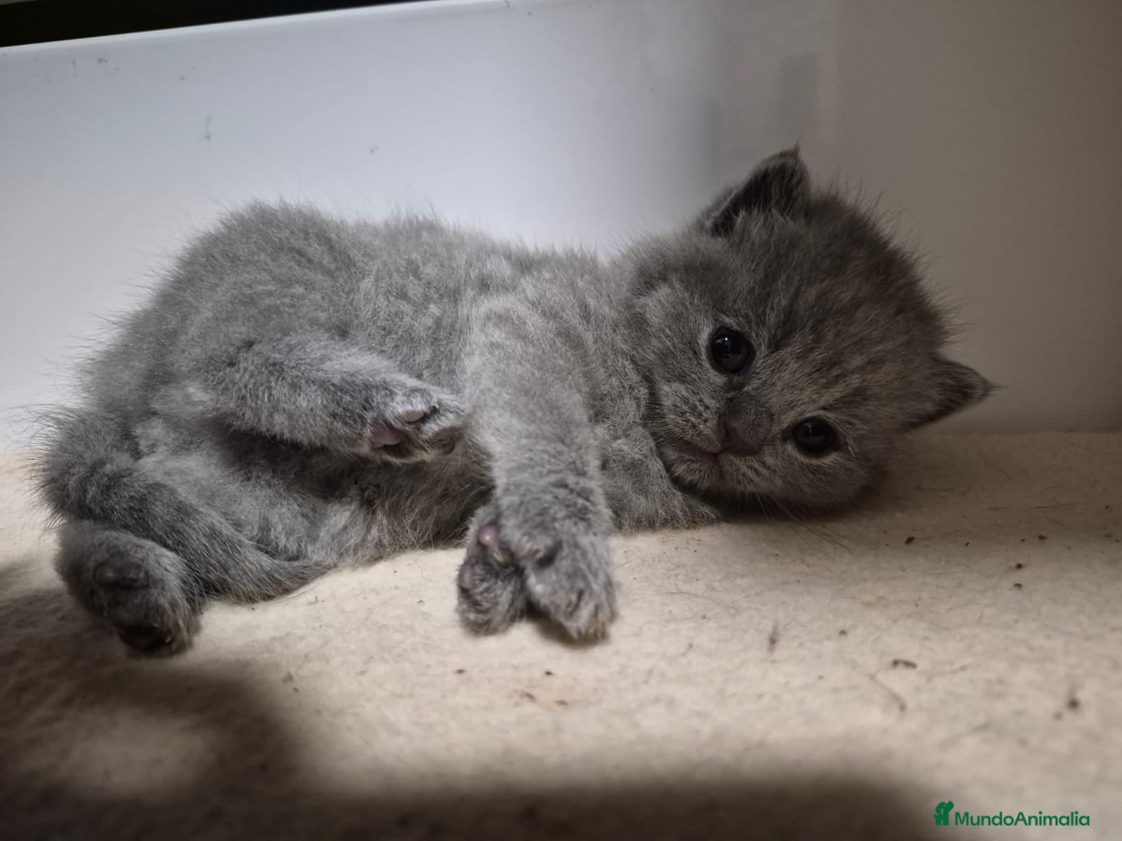 Británico de Pelo Corto Azul gatos Brithis Blues increíbles bebes  - Anuncio 40