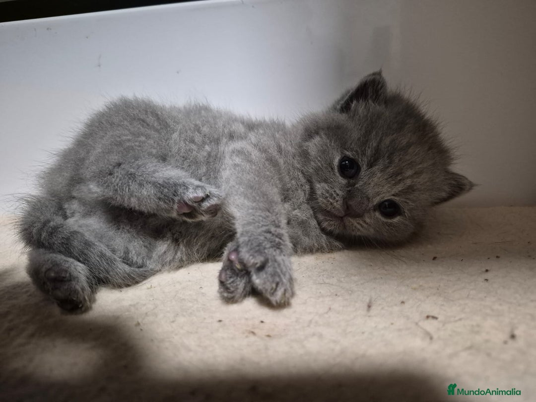 Británico de Pelo Corto Azul gatos en venta: Brithis Blues increíbles bebes  - Anuncio 1