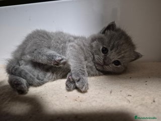 Británico de Pelo Corto Azul gatos Brithis Blues increíbles bebes - Anuncio 5