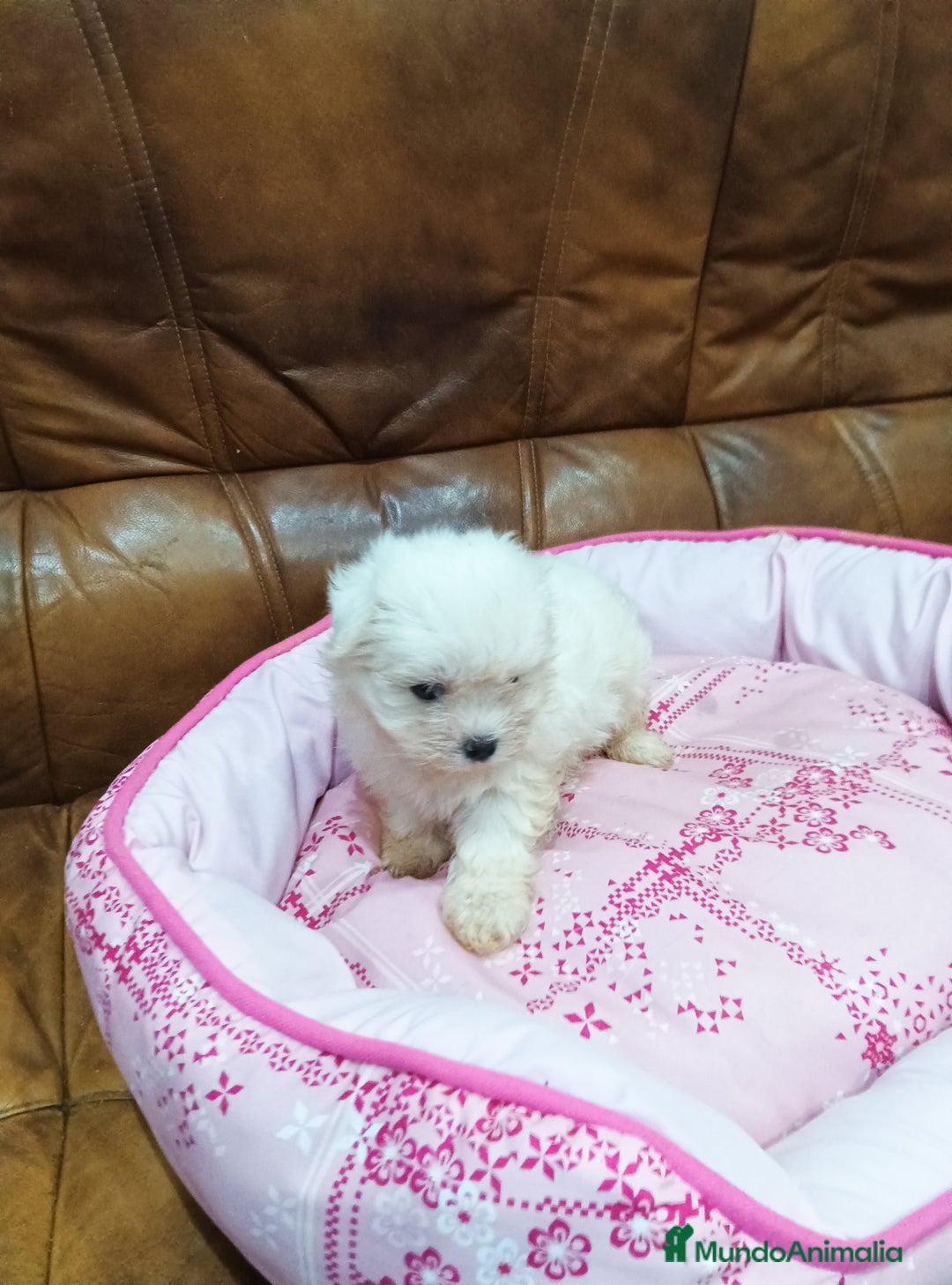 Bichón Maltés perros en venta: BICHON MALTES - Anuncio 6