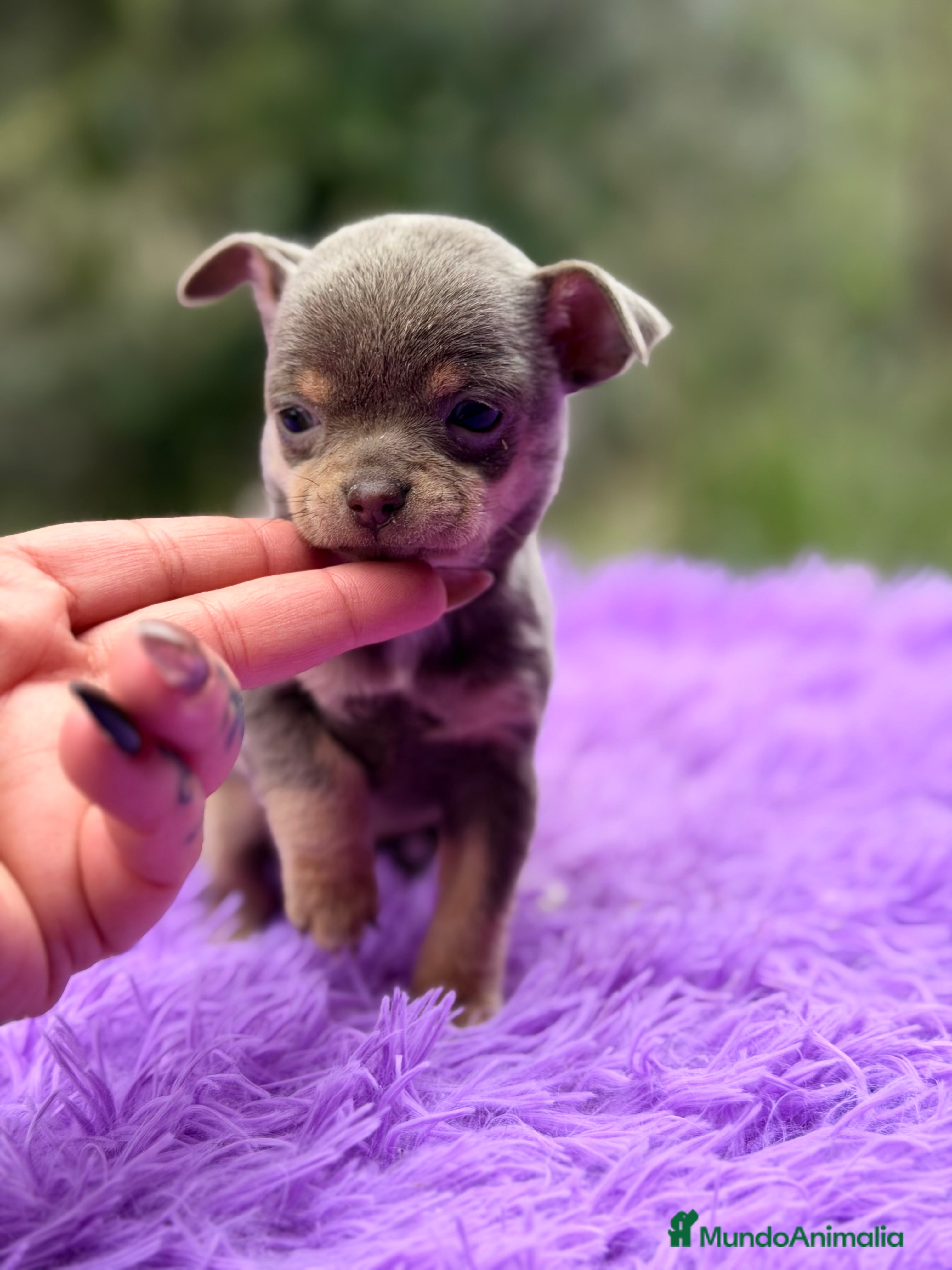 Chihuahua perros Chihuahua Minitoy  - Anuncio 17